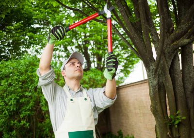 Stump Grinding