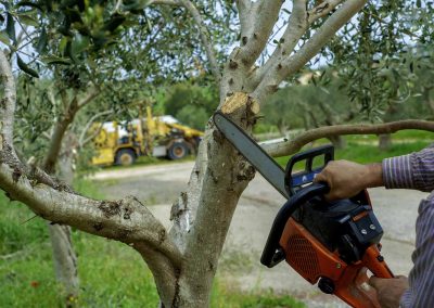 Tree Cutting