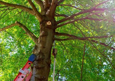 Tree Service