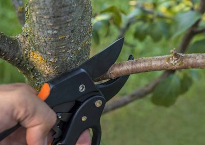 Tree Trimming